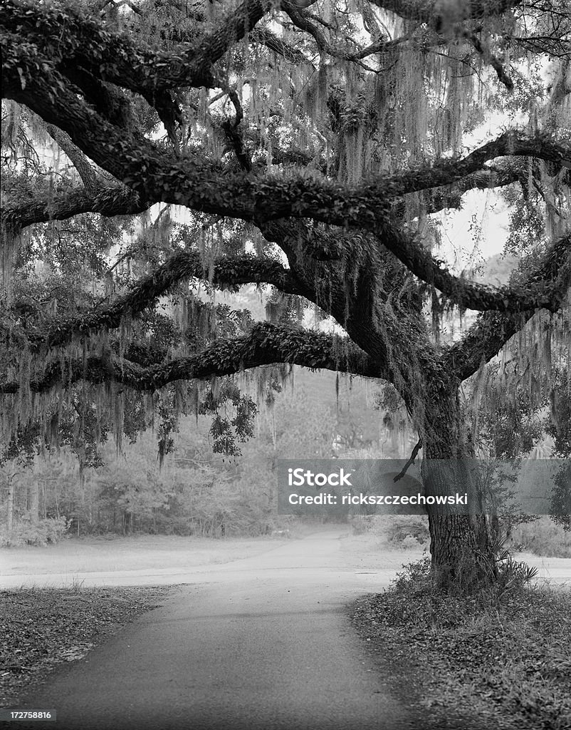 croisée des chemins - Photo de Géorgie - Etats-Unis libre de droits