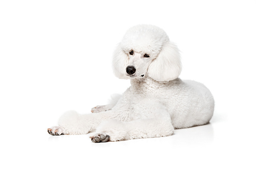 Beautiful purebred dog, white royal poodle calmly lying on floor and looking isolated on white studio background. Concept of domestic animals, beauty, pet friend, grooming, vet care. Copy space for ad