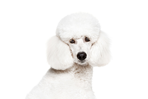 Close-up of dog's muzzle, purebred dog, white poodle looking at camera isolated on white studio background. Concept of domestic animals, beauty, pet friend, grooming, vet care. Copy space for ad