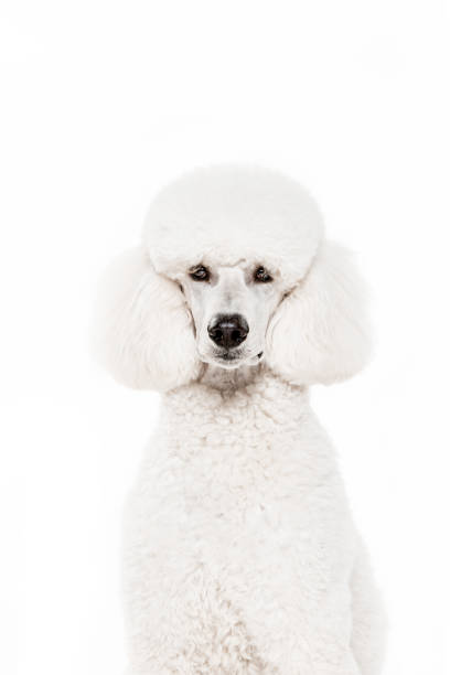 istock Beautiful white poodle, purebred dog sitting and looking at camera isolated on white studio background 1727588560
