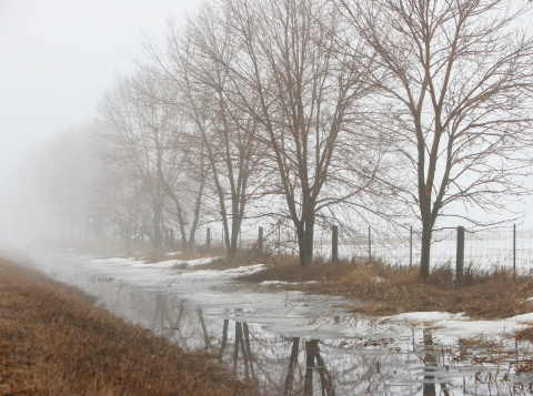 Stream and a line of trees in fog.