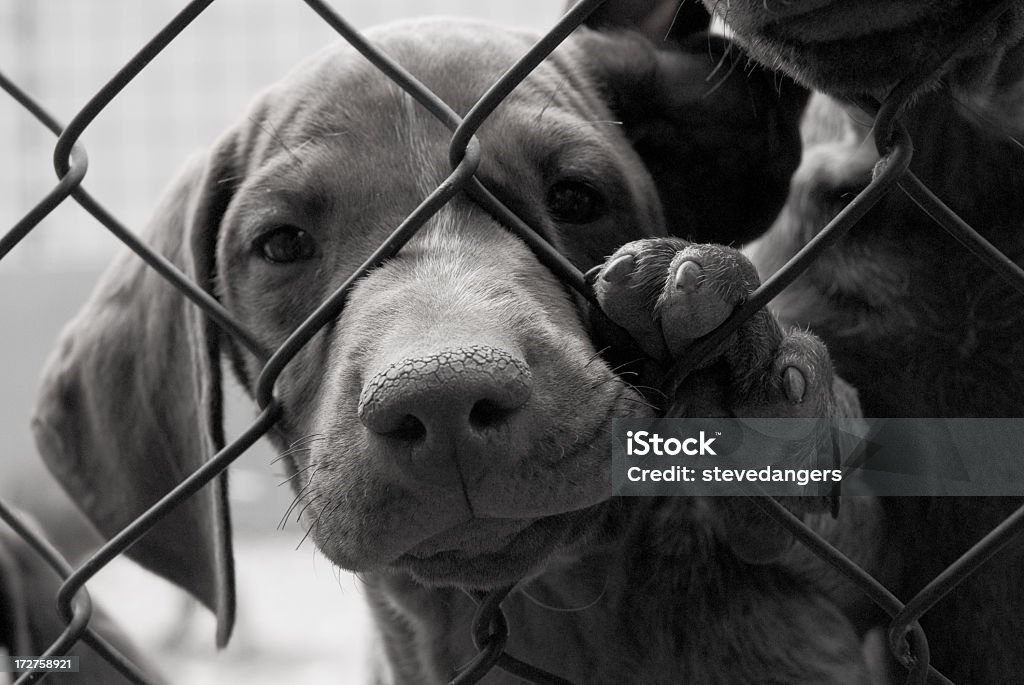 A cute dog needing to be saved behind a fence Puppy asking you to not leave him alone... Dog Stock Photo
