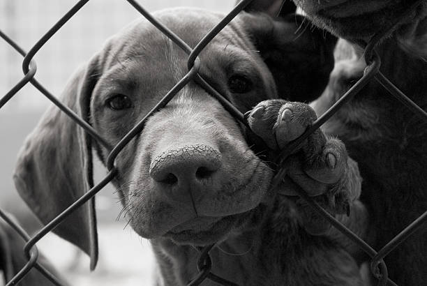 A cute dog needing to be saved behind a fence stock photo