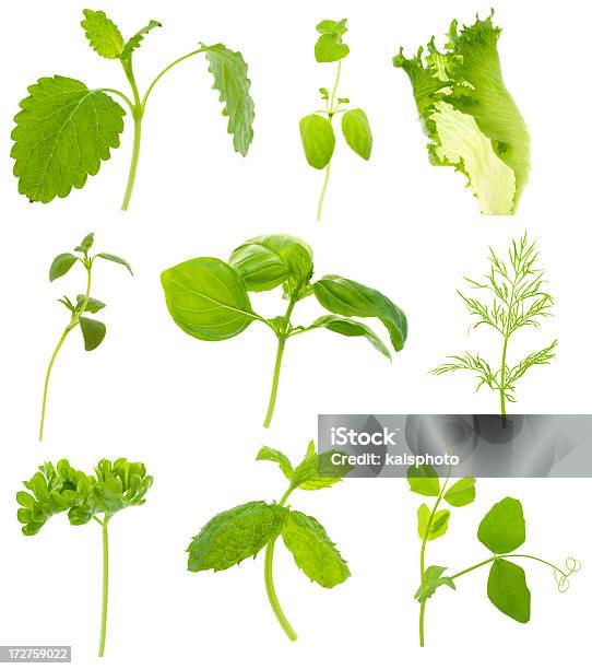 Plantas Aromáticas - Fotografias de stock e mais imagens de Alface Americana - Alface Americana, Alimentação Saudável, Botânica - Ciência de plantas