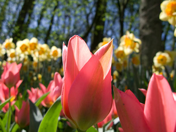 zbliżenie tulipan - parade tulip zdjęcia i obrazy z banku zdjęć