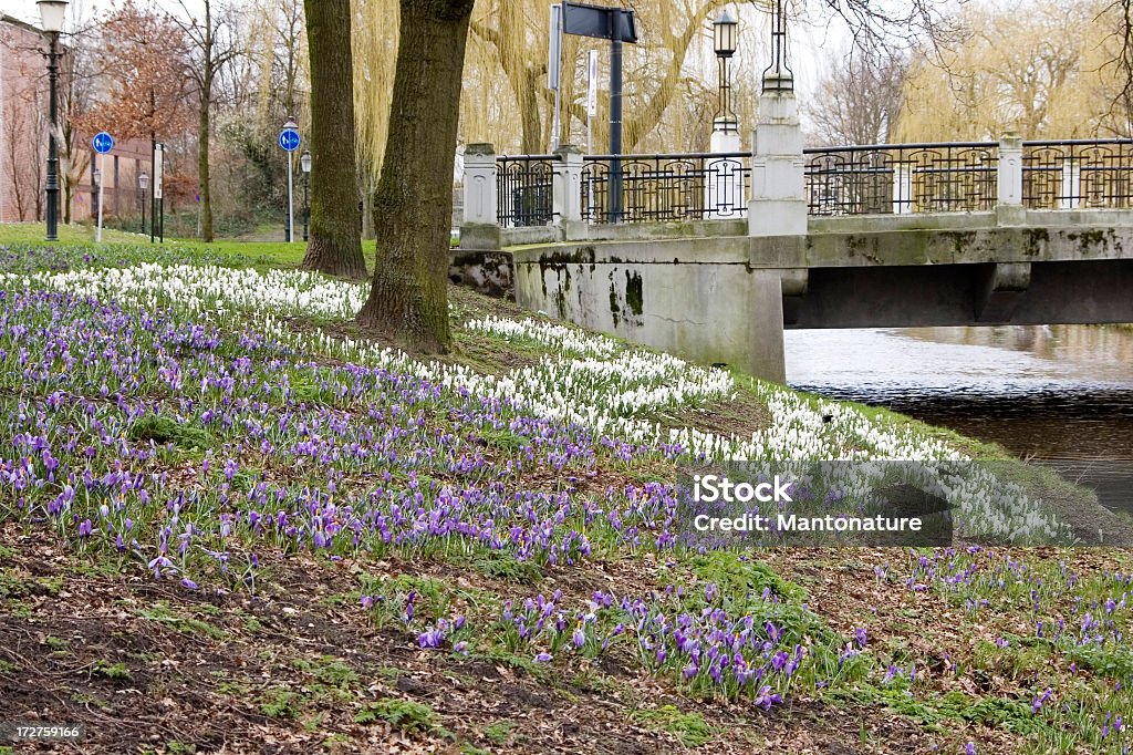 Primavera Croco no Parque Amersfoort (Países Baixos - Royalty-free Agricultura Foto de stock