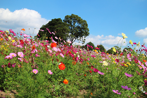 Scenery of cosmos in full bloom and large trees at the Urban Agriculture Center