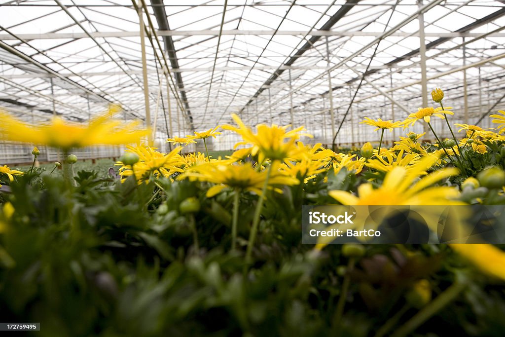 Invernáculo con plantas jóvenes rellenos - Foto de stock de Invernáculo libre de derechos