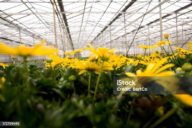 Invernáculo Con Plantas Jóvenes Rellenos Foto de stock y más banco de imágenes de Invernáculo - Invernáculo, Agricultura, Amarillo - Color