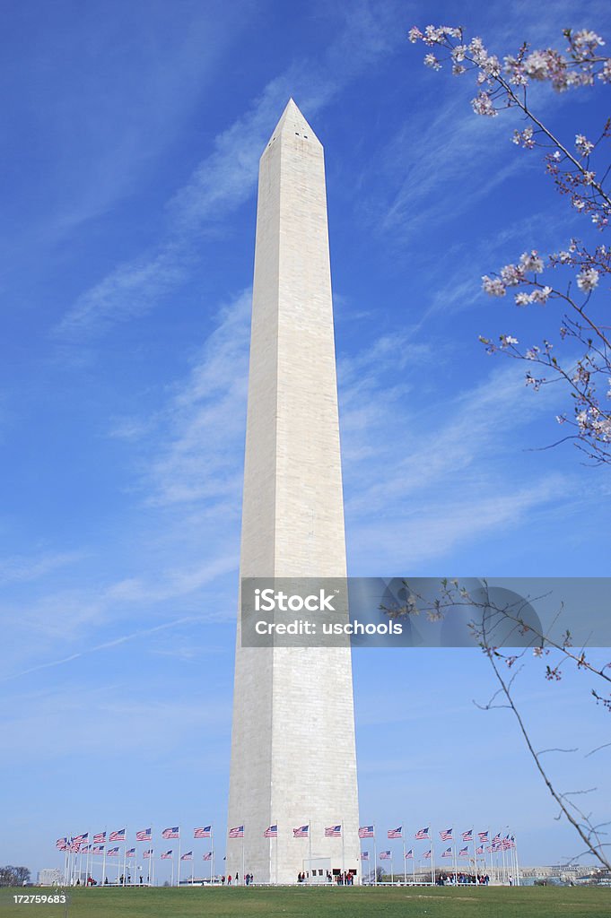 Washington Monument and Cherry Blossom  April Stock Photo