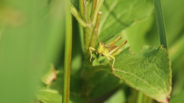 Close Up Of A Grasshopper playing on Its legs