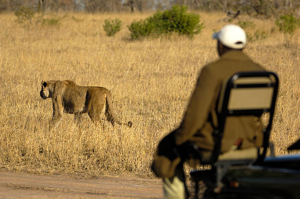 istock Tracker and hunting female lion 172759730
