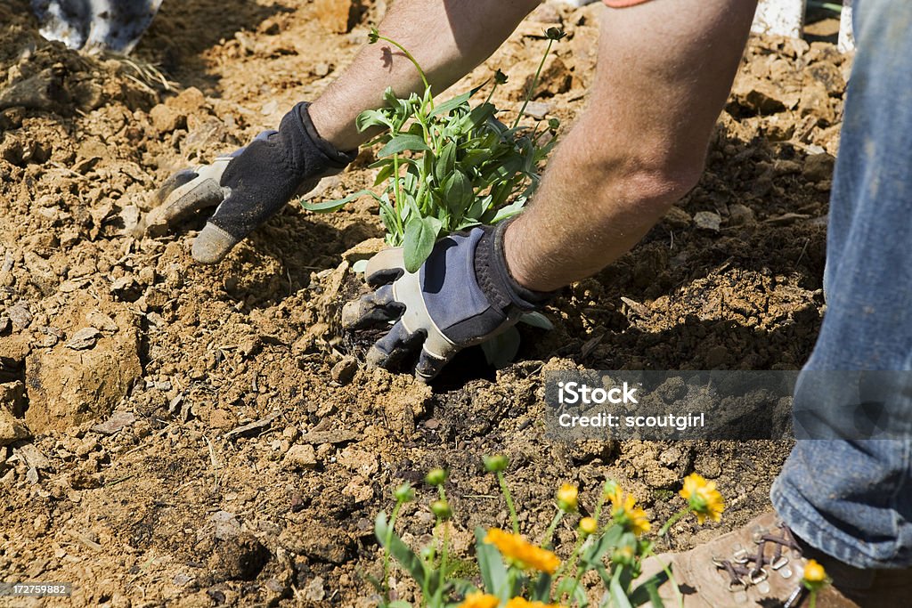 men at work planting series Men at Work Series Active Lifestyle Stock Photo