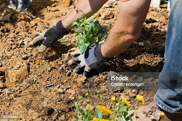 Men At Work Planting Series Stock Photo - Download Image Now - Active Lifestyle, Adult, Agriculture