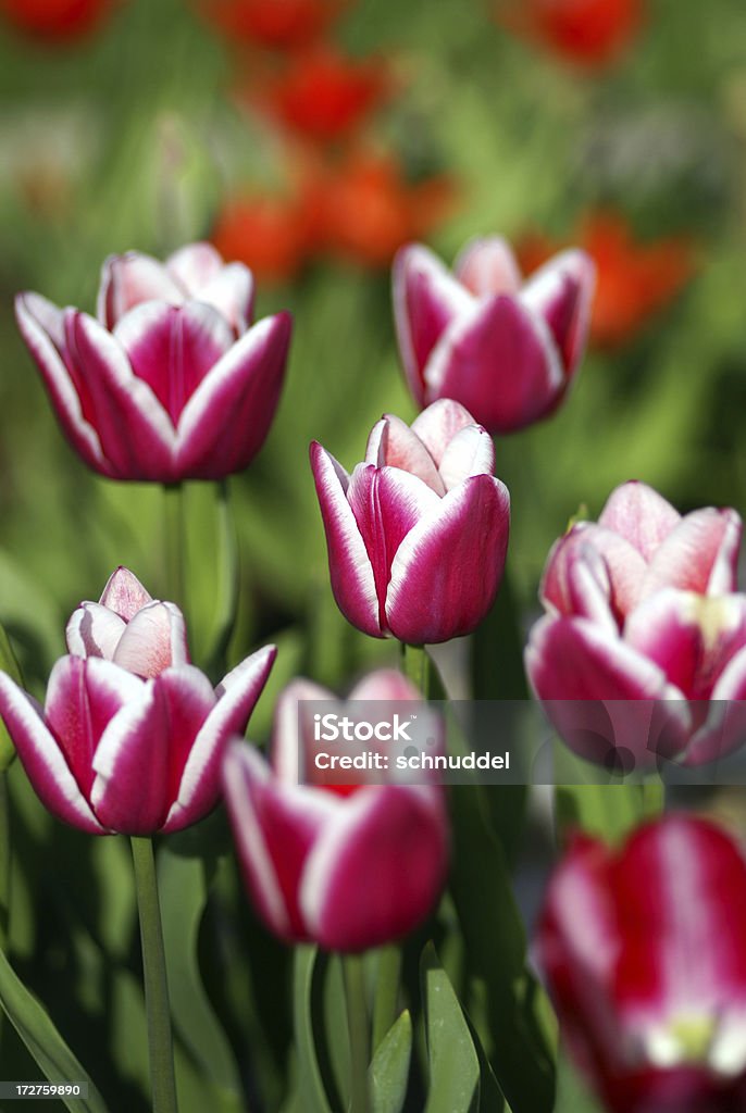 Fleurs de tulipes colorées - Photo de Avril libre de droits