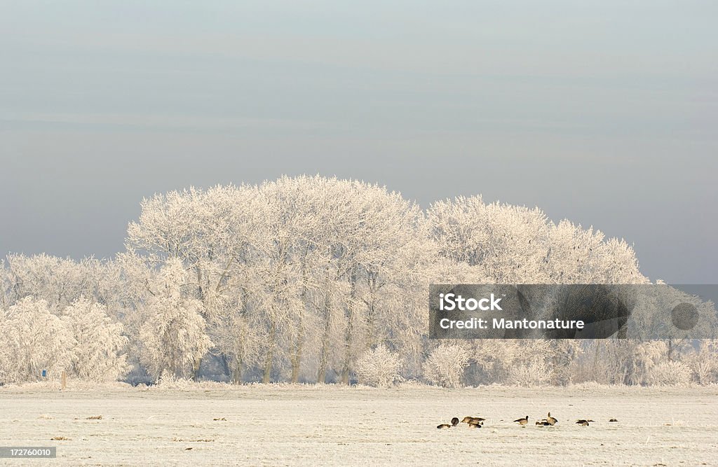 겨울맞이 풍경, 나무 (네덜란드 - 로열티 프리 0명 스톡 사진