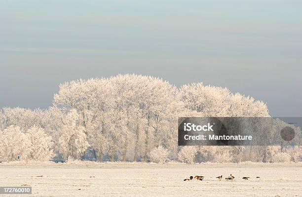 겨울맞이 풍경 나무 네덜란드 0명에 대한 스톡 사진 및 기타 이미지 - 0명, 거위-새, 겨울
