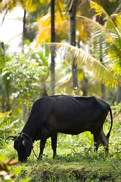 Photo of Grazing Black Cow