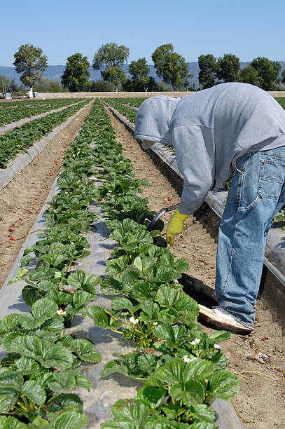 istock Farm Worker Trimming Strawbery Plants 172760354