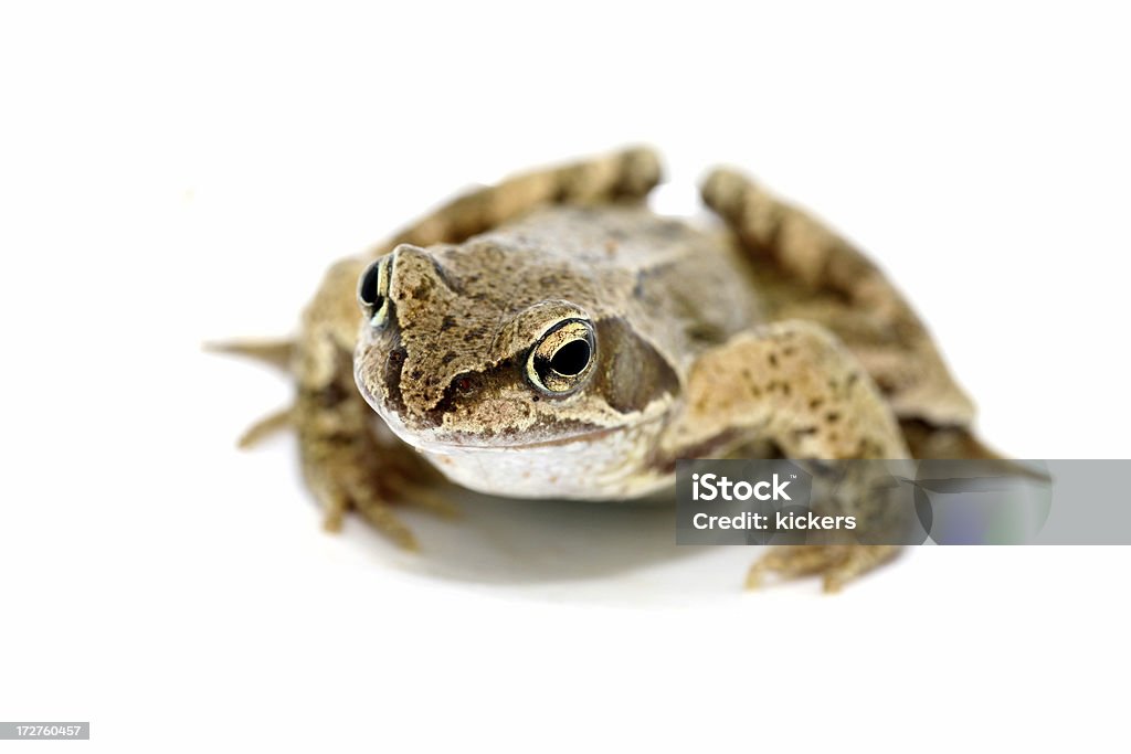 Frosch, isoliert - Lizenzfrei Ansicht aus erhöhter Perspektive Stock-Foto