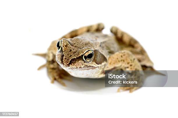 Frosch Isoliert Stockfoto und mehr Bilder von Ansicht aus erhöhter Perspektive - Ansicht aus erhöhter Perspektive, Frosch, Amphibie