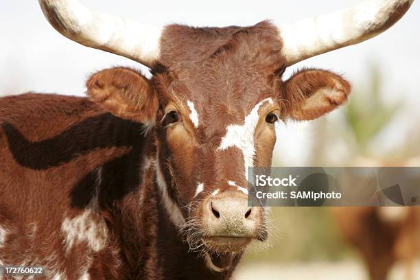 Foto de Série Do Ag Gado e mais fotos de stock de Agricultura - Agricultura, Animal, Animal de Fazenda