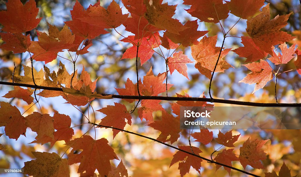 Foglie di acero - Foto stock royalty-free di Autunno