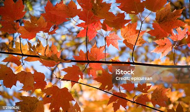 Foto de Folhas De Bordo e mais fotos de stock de Carolina do Norte - Estado dos EUA - Carolina do Norte - Estado dos EUA, Outono, Amarelo