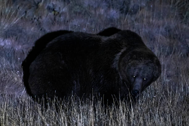 istock Closeup of Himalayan Brown bear at Night 1727607804
