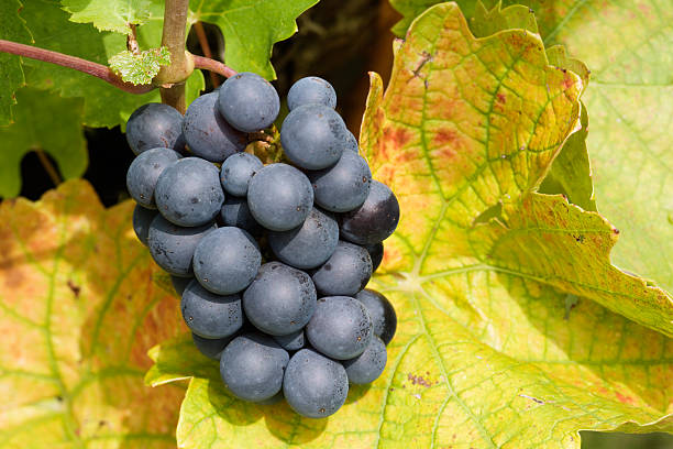 black grapes and yellow leaves stock photo