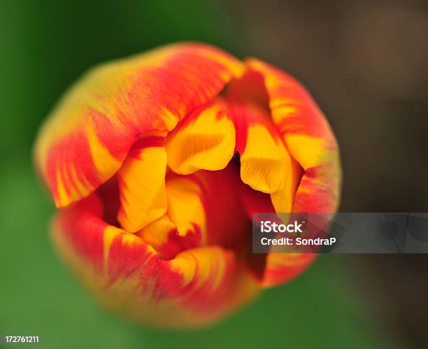 Novo Início - Fotografias de stock e mais imagens de Abstrato - Abstrato, Amarelo, Cabeça de Flor