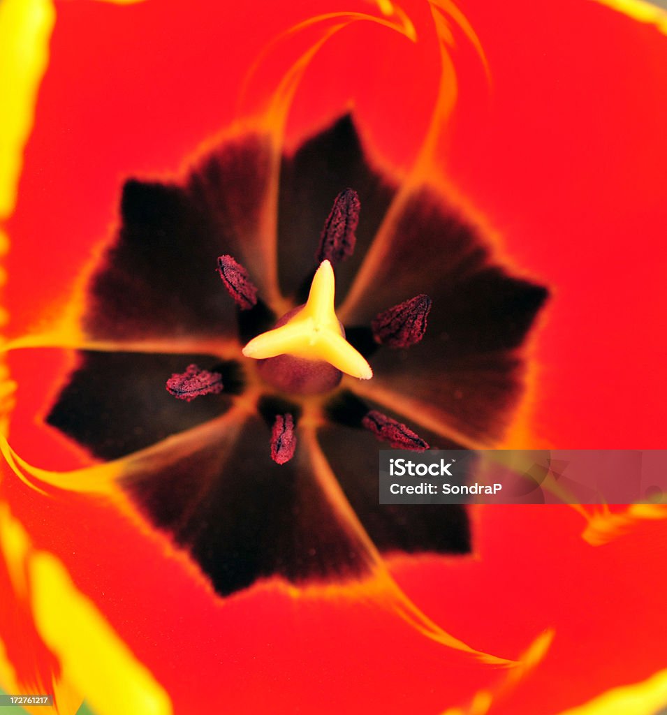 Atemberaubende Tulpen-Muster - Lizenzfrei Abstrakt Stock-Foto