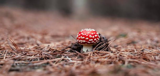 volare il fungo agarico nel bosco - mushroom toadstool moss autumn foto e immagini stock