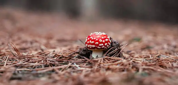 Photo of Fly agaric mushroom in the wood