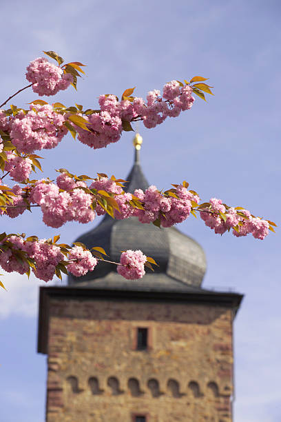 Spring Zierkirsche karlsruhe durlach stock pictures, royalty-free photos & images