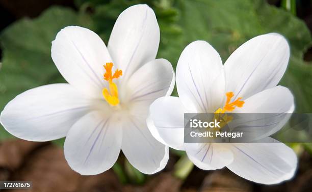 Krokus Stockfoto und mehr Bilder von Blume - Blume, Blüte, Blütenblatt