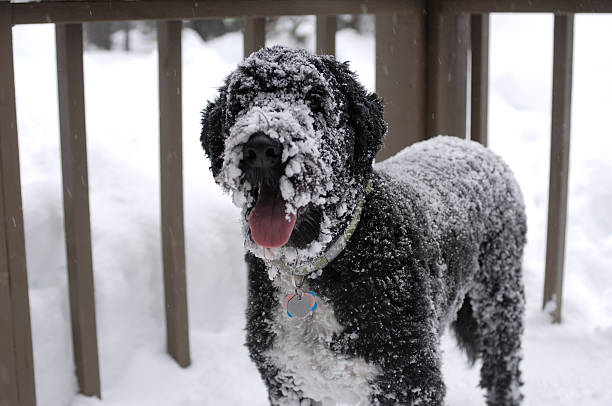 可愛らしい雪で覆われた大きな犬用 - portie ストックフォトと画像