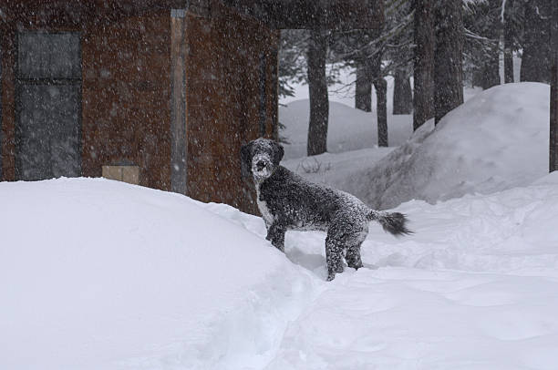 ブラックの犬を見つめるしながら、��雪で覆われた冬 - portie ストックフォトと画像