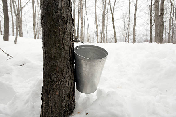 Quebec Canada maple syrup sap collecting bucket on a tree Tapping sugar maple trees on the Ile d'Orlean in Quebec, Canada, in springtime. The sap collected is boiled down, in the sugar house, to make maple syrup. north quebec stock pictures, royalty-free photos & images