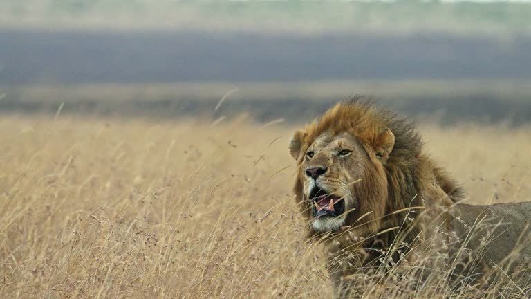 Magnificent male lion walking in the savannah grassland of Africa in Masai Mara