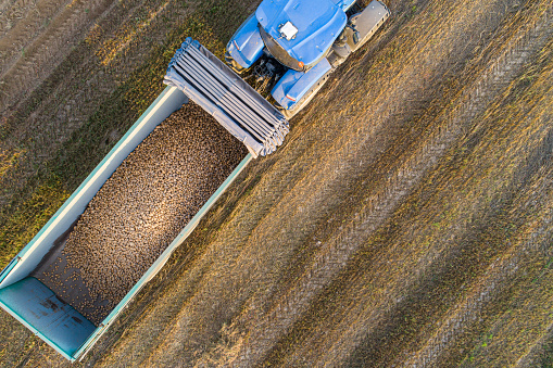 drone aerial view of a tractor with potatoes on the trailer during harvesting