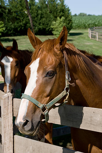 istock The Horse With A Mona Lisa Smile 172762384
