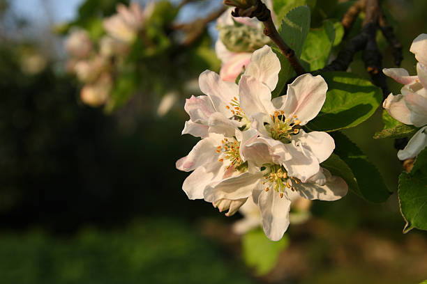 Apple blossom stock photo