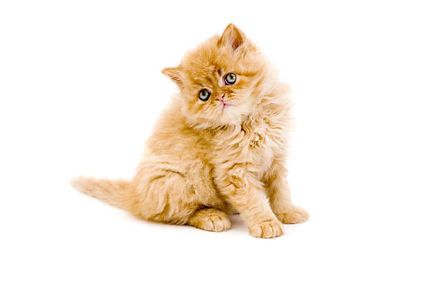 kleine katze und leguan - animal fur domestic cat persian cat stock-fotos und bilder