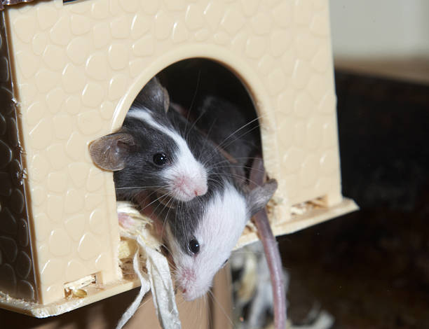 istock Two young mice peering down out of nest 172762611