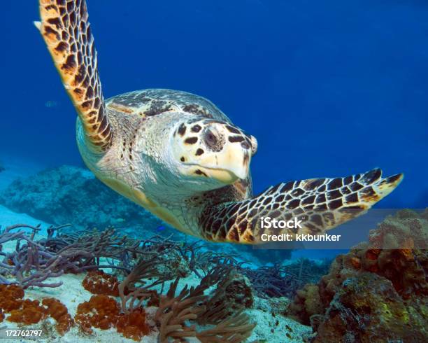 Foto de A Piscina e mais fotos de stock de Tartaruga-do-Mar - Tartaruga-do-Mar, Cozumel, Recife - Fenômeno natural