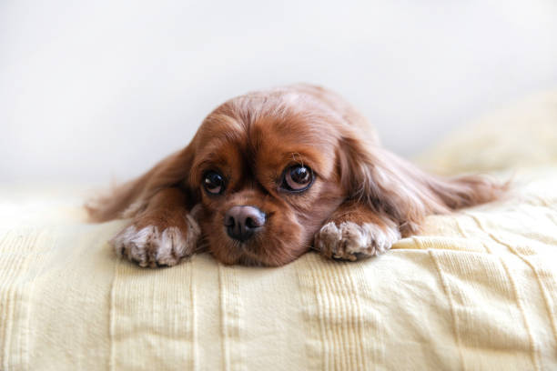 istock Cute dog, cavalier spaniel resting on yellow blanket 1727629048