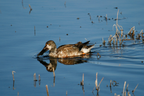 A female Northern Shoveler duck swimming.