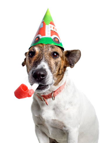A little dog wearing a party hat and blowing a party whistle isolated on white.