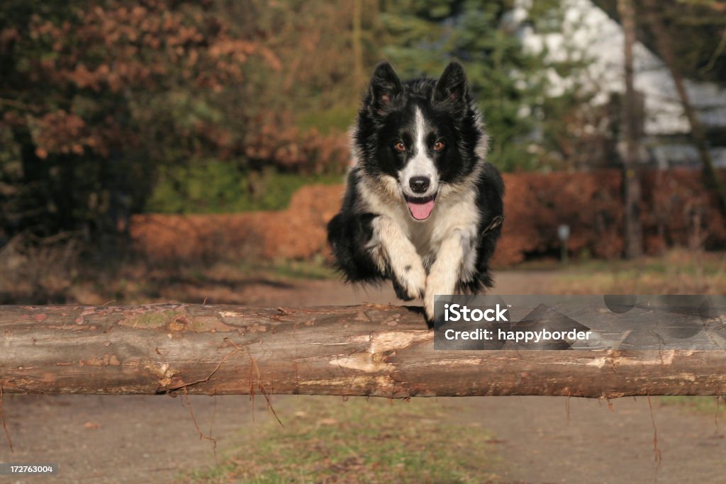 Ocupação de Collie Border. - Foto de stock de Collie Border royalty-free